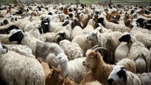 Τέσσερις συλλήψεις για παράνομη μεταφορά αιγοπροβάτων στη Δράμα