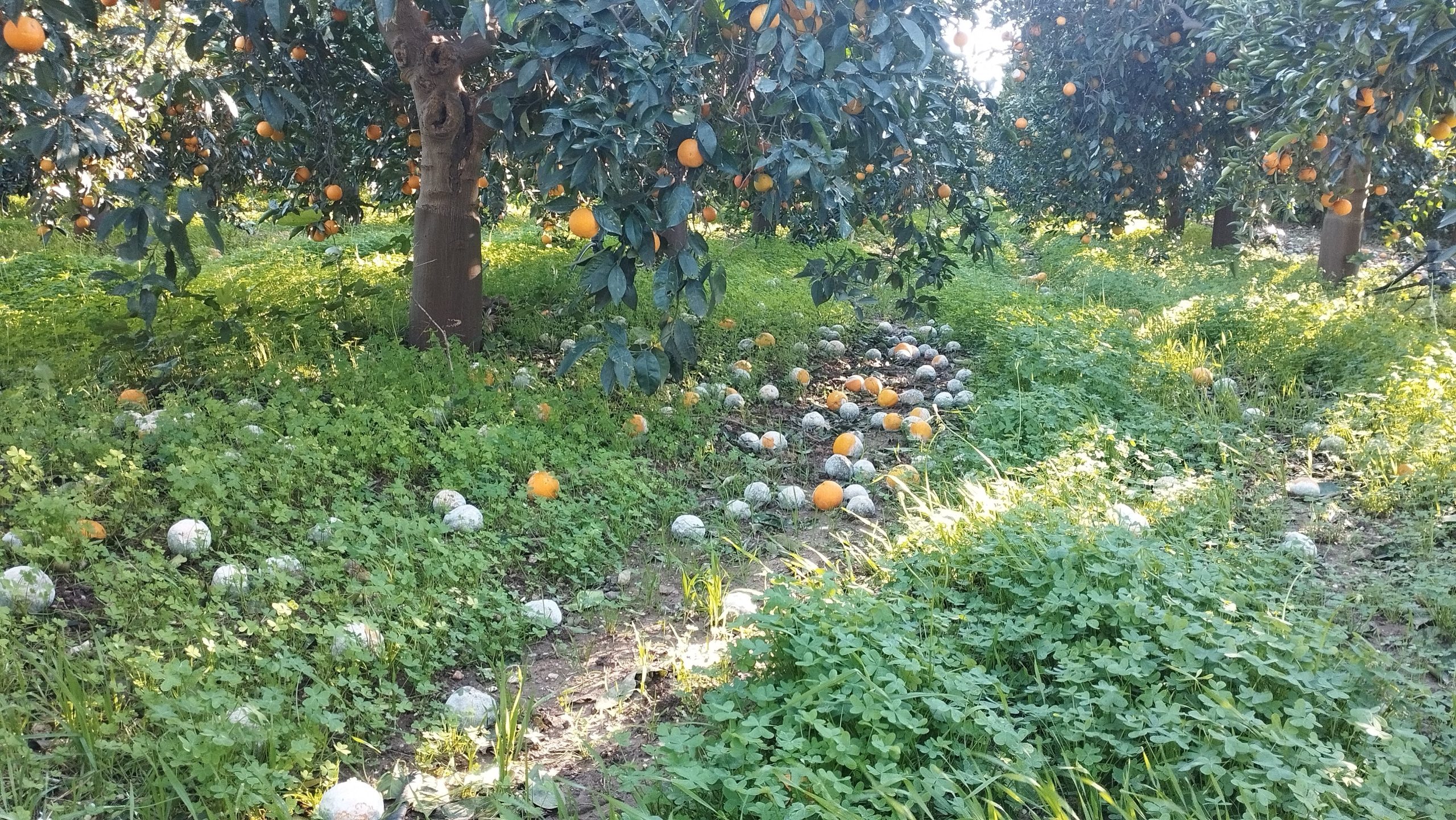 Το χαλάζι προκάλεσε σημαντική ζημιά στους οπωρώνες της Αργολίδας