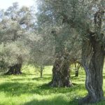 Φυτοκάλυψη στον ελαιώνα: περισσότερη γονιμότητα εδάφους και καλύτερη αξιοποίηση του νερού