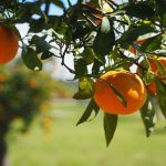 Αναποτελεσματική η μετασυλλεκτική χρήση μυκητοκτόνων για καστανή σήψη σε εσπεριδοειδή