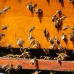 Πράσινο φως για 12,6 εκατ. ευρώ στη μελισσοκομία το 2026