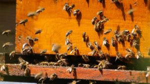 Πράσινο φως για 12,6 εκατ. ευρώ στη μελισσοκομία το 2026