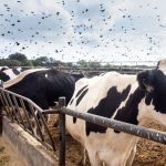 Αντισώματα γρίπης των πτηνών σε αγελάδα γαλακτοπαραγωγής στην Ολλανδία