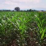 Σοβαρές ενστάσεις για τη Δράση μείωσης αποτυπώματος άνθρακα σε αρόσιμες καλλιέργειες θέτει ο Βασίλης Κόκκαλης