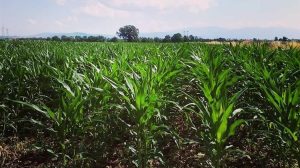 Σοβαρές ενστάσεις για τη Δράση μείωσης αποτυπώματος άνθρακα σε αρόσιμες καλλιέργειες θέτει ο Βασίλης Κόκκαλης