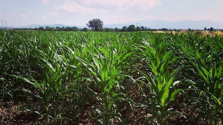 Σοβαρές ενστάσεις για τη Δράση μείωσης αποτυπώματος άνθρακα σε αρόσιμες καλλιέργειες θέτει ο Βασίλης Κόκκαλης