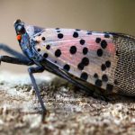 Συναγερμός Γάλλων για απειλή άφιξης της κηλιδωτής μύγας σε ευρωπαϊκούς αμπελώνες - Winetrails