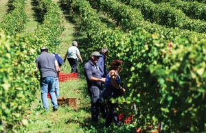 Επενδύει στη μοναδικότητα του τόπου της και αναπτύσσεται διαρκώς η Zoinos Winery - Winetrails
