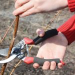 Προετοιμασίες για το χειμερινό κλάδεμα σε ακτινιδεώνες, απαραίτητα κατά το λήθαργο των βλαστών - Fresher