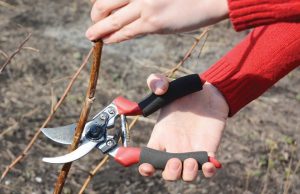 Προετοιμασίες για το χειμερινό κλάδεμα σε ακτινιδεώνες, απαραίτητα κατά το λήθαργο των βλαστών - Fresher