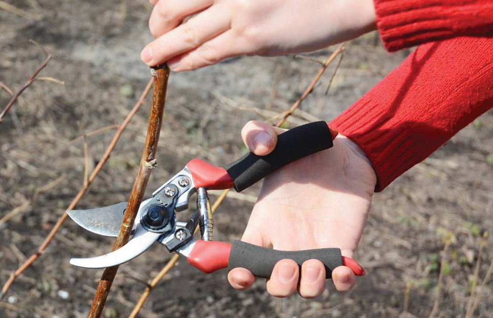 Προετοιμασίες για το χειμερινό κλάδεμα σε ακτινιδεώνες, απαραίτητα κατά το λήθαργο των βλαστών - Fresher