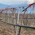 Μακροχρόνια η δράση των ασθενειών του ξύλου στους αμπελώνες, αναγκαία προληπτικά μέτρα