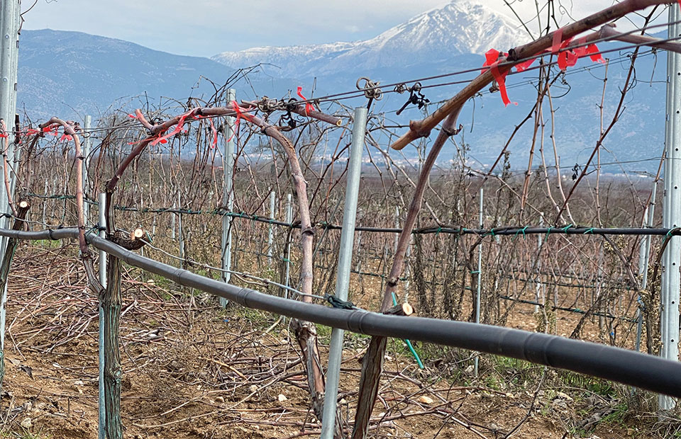 Μακροχρόνια η δράση των ασθενειών του ξύλου στους αμπελώνες, αναγκαία προληπτικά μέτρα