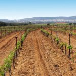 Αιτήσεις για «Προώθηση Οίνων σε Τρίτες Χώρες» έως 27 Φεβρουαρίου