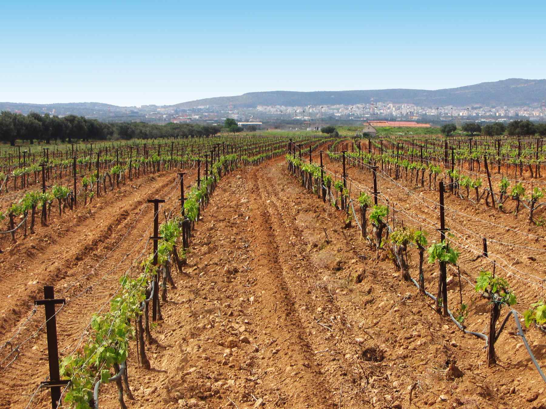 Αιτήσεις για «Προώθηση Οίνων σε Τρίτες Χώρες» έως 27 Φεβρουαρίου