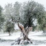 Ελαίας Καρπός