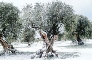 Ελαίας Καρπός