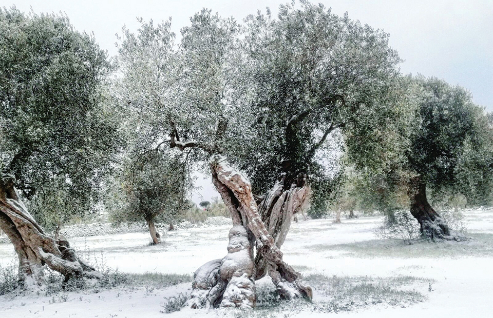 Ελαίας Καρπός