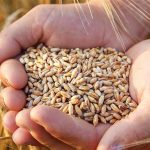 Η Κίνα στρέφεται στο εισαγόμενο σιτάρι λόγω «τοξικού» καλαμποκιού