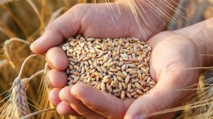 Η Κίνα στρέφεται στο εισαγόμενο σιτάρι λόγω «τοξικού» καλαμποκιού