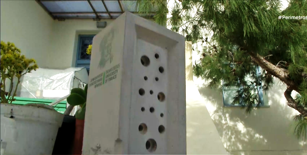 Η προστασία των μοναχικών μελισσών