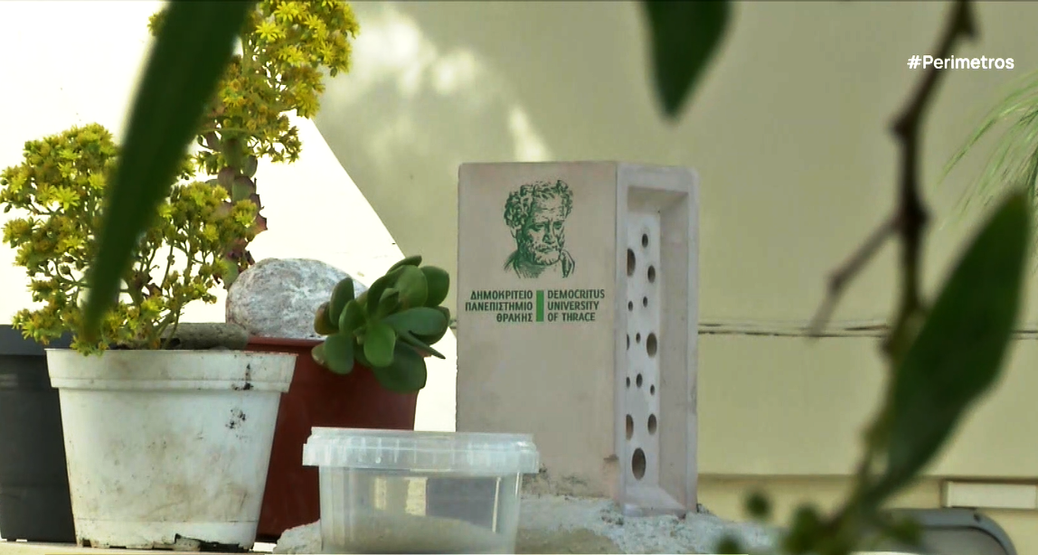 Η προστασία των μοναχικών μελισσών