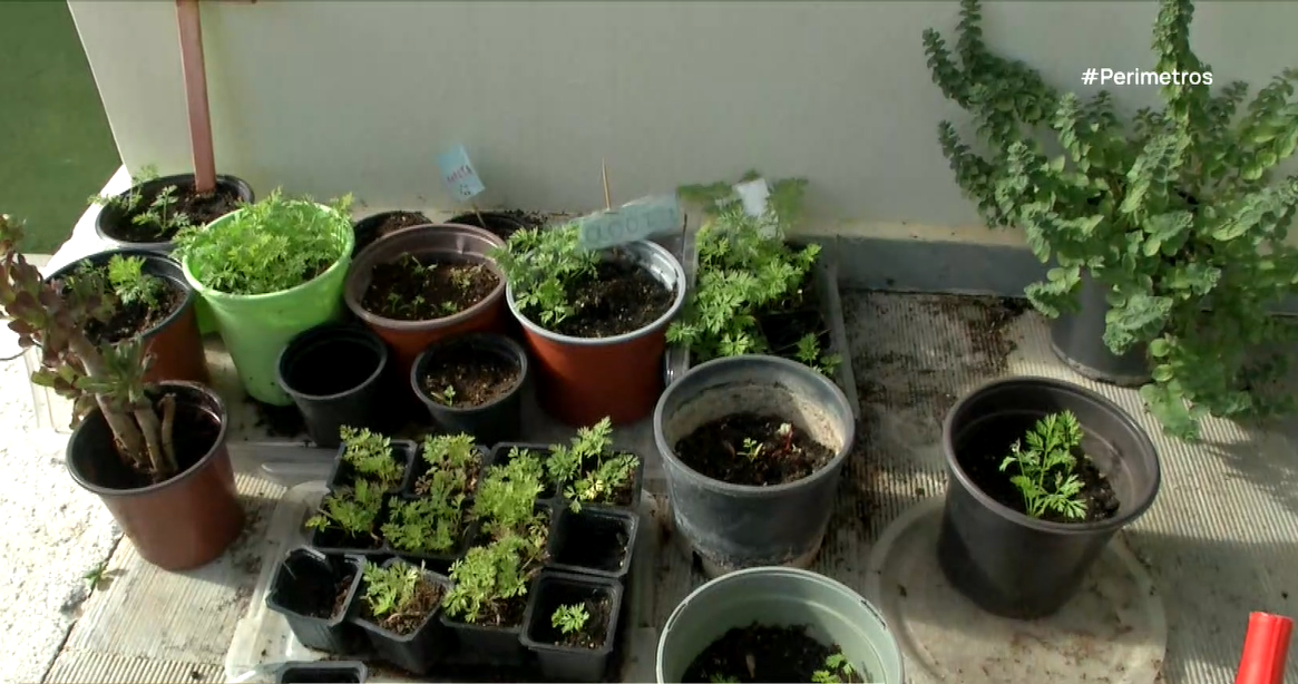 Η προστασία των μοναχικών μελισσών