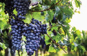 Μνήμες 400 ετών κουβαλά το Cabernet Sauvignon