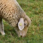 Σε αυξημένη επιφυλακή η Περιφέρεια Θεσσαλίας για την ευλογιά του προβάτου