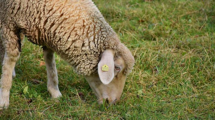 Σε αυξημένη επιφυλακή η Περιφέρεια Θεσσαλίας για την ευλογιά του προβάτου