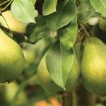 Έπεσαν ως 40% οι τιμές αχλαδιών Τυρνάβου το 2025 λόγω παγετών, άμεση στήριξη ζητά ο Κόκκαλης