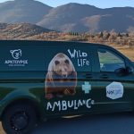 Το πρώτο ασθενοφόρο για άγρια θηλαστικά στην Ελλάδα απέκτησε ο Αρκτούρος