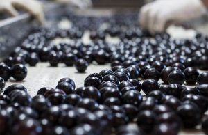 Χωρίς δασμούς η εισαγωγή επιτραπέζιας ελιάς από τις χώρες Mercosur, με καπέλο 14% οι ευρωπαϊκές εξαγωγές