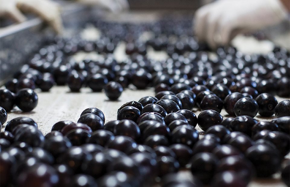 Χωρίς δασμούς η εισαγωγή επιτραπέζιας ελιάς από τις χώρες Mercosur, με καπέλο 14% οι ευρωπαϊκές εξαγωγές