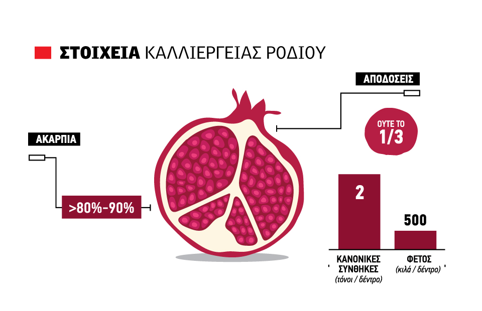 Με 30 λεπτά αλλά χωρίς ποσότητες το ρόδι, διαχείριση κρίσης φέτος - Fresher