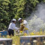 Αγνό ποιοτικό μέλι με ταυτότητα από Ευρυτανία