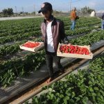 Οι δυσμενείς καιρικές συνθήκες σε Ισπανία και Μαρόκο στρέφουν την Ευρώπη στην Αίγυπτο για φράουλες