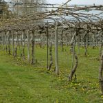 Ο δωδεκάλογος του χειμερινού κλαδέματος της ακτινιδιάς