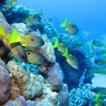 Σε ισχύ η παγκόσμια συνθήκη για τη διατήρηση των ωκεανών