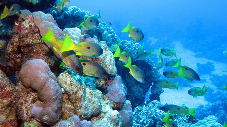 Σε ισχύ η παγκόσμια συνθήκη για τη διατήρηση των ωκεανών