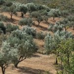 Κάθε µπουκάλι ελαιολάδου µία εµπειρία γεύσης από τη Levantes Family Farm - Ελαίας Καρπός