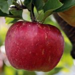 Πληρωμές de minimis για το προανθικό 2021 – Σε ΦΕΚ η σχετική απόφαση