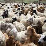 «Καμπανάκι» για κίνδυνο εισαγωγής ευλογιάς στη Κρήτη από οδηγίες διακίνησης ζωοτροφών ΥΠΑΑΤ