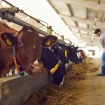 Ο κτηνοτροφικός τομέας στο επίκεντρο δημόσιας ακρόασης του Ευρωπαϊκού Κοινοβουλίου