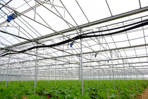 Καταστροφές σε θερμοκήπια στην Ηλεία από ανεμοστρόβιλο