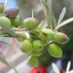 Παρατηρητήριο Τιμών Ελαιολάδου (23/1/2026)