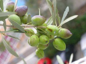 Παρατηρητήριο Τιμών Ελαιολάδου (23/1/2026)