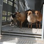 Σεμινάριο για απόκτηση επαγγελματικής ικανότητας μεταφοράς ζώντων ζώων στη Δυτική Ελλάδα