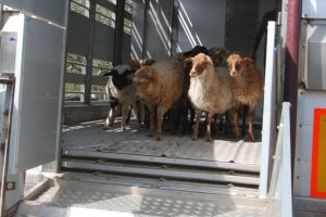 Σεμινάριο για απόκτηση επαγγελματικής ικανότητας μεταφοράς ζώντων ζώων στη Δυτική Ελλάδα