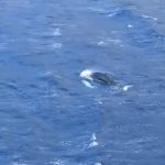 Κάλυμνος: Φάλαινα εμφανίστηκε και κολύμπησε στον κόλπο των Αργινώντων